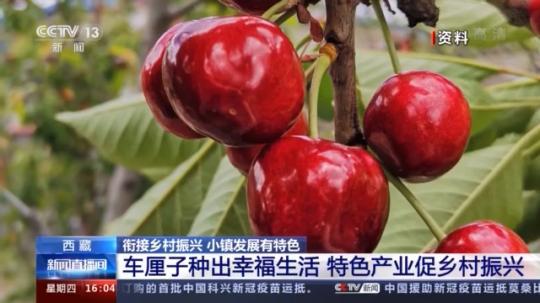 種蘑菇、養(yǎng)駱駝...。。特色產業(yè)助力鄉(xiāng)村振興走新路