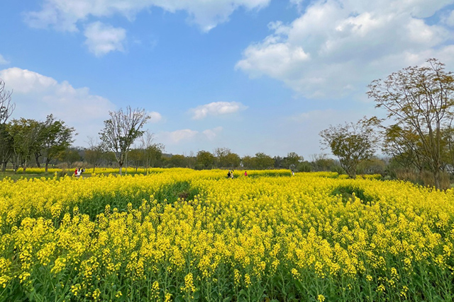 每到油菜花季，就有市民相約到重慶廣陽(yáng)島上踏青賞花。鄒樂(lè)攝