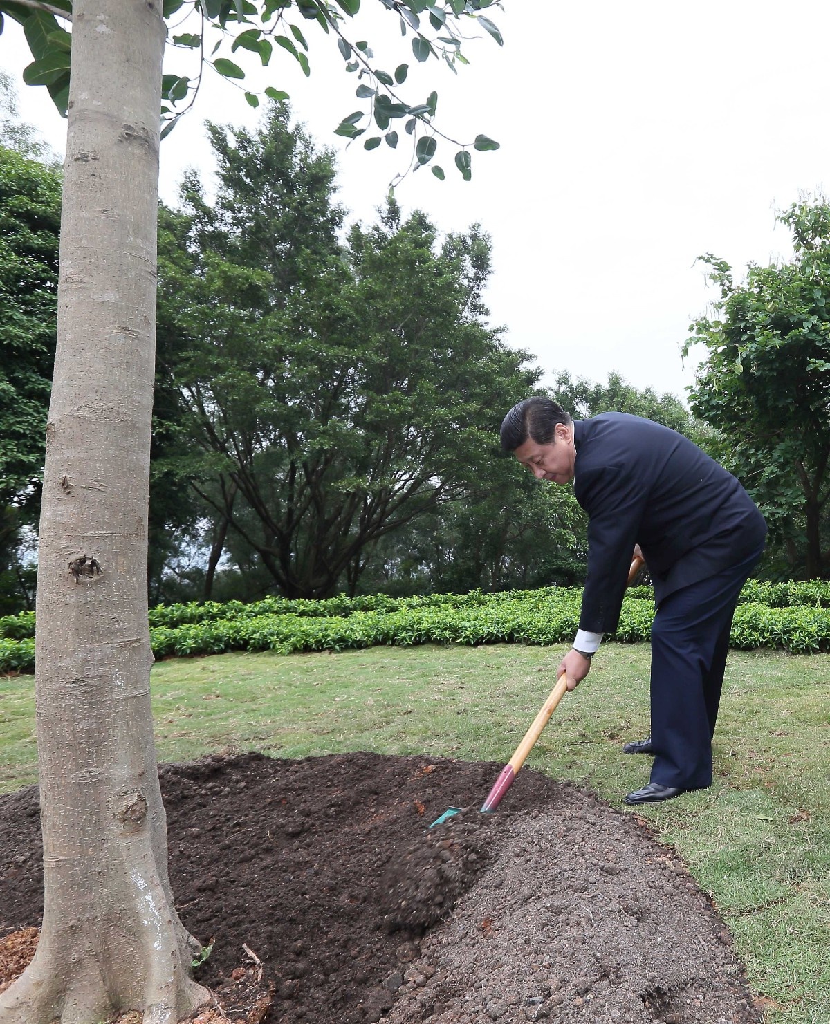 2012年12月8日，習近平在深圳蓮花山公園種下一棵高山榕樹。