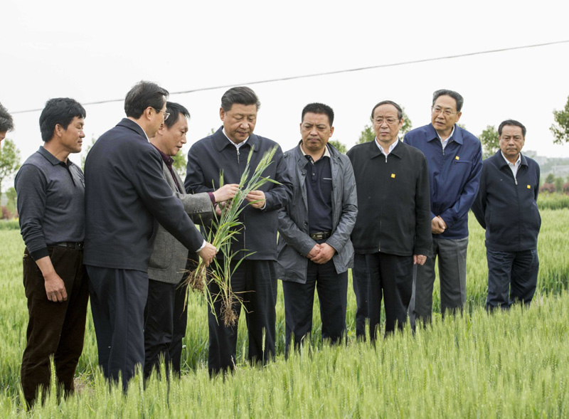 2016年4月25日下午，習(xí)近平在安徽滁州市鳳陽(yáng)縣小崗村察看小麥長(zhǎng)勢(shì)。左一為種糧大戶程夕兵。新華社記者 李學(xué)仁 攝