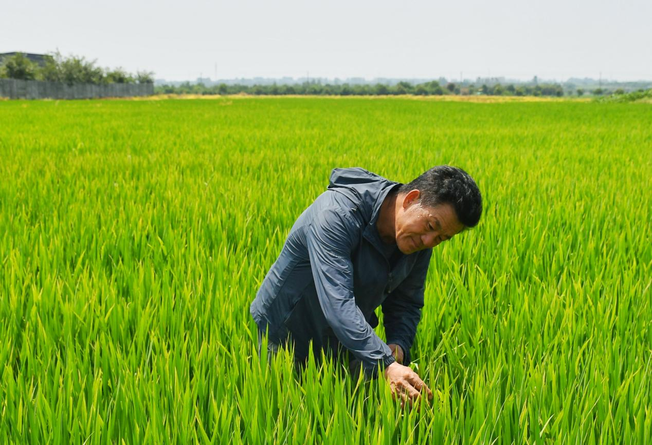 程夕兵在農(nóng)田里檢查水稻種植情況。人民網(wǎng)記者 周坤 攝