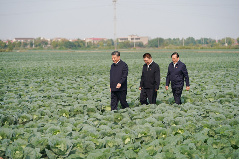 2024年11月5日，習(xí)近平總書記在湖北嘉魚潘家灣鎮(zhèn)十里蔬菜長廊考察。