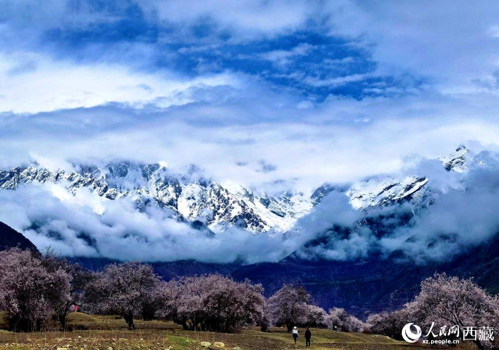 雪山下的桃花。人民網(wǎng) 李海霞攝