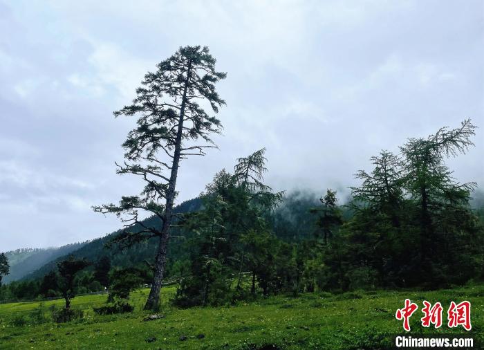 6月10日，魯朗小鎮(zhèn)高山牧場景區(qū)風光?！∪轿木?攝