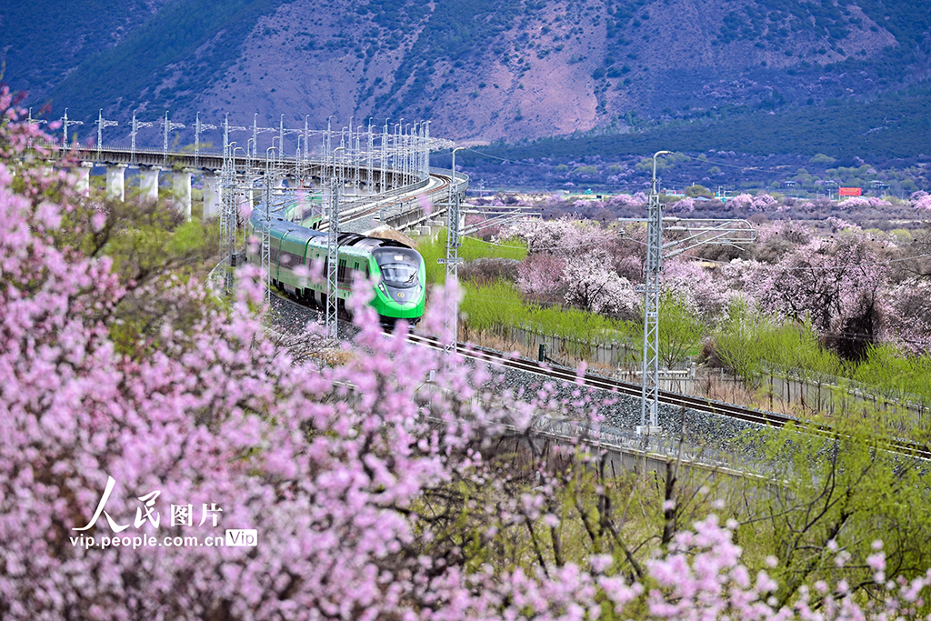 西藏林芝：雪域高原列車穿越花?！?】