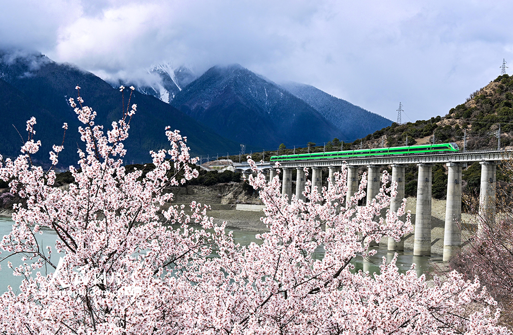 西藏林芝：雪域高原列車穿越花?！?】