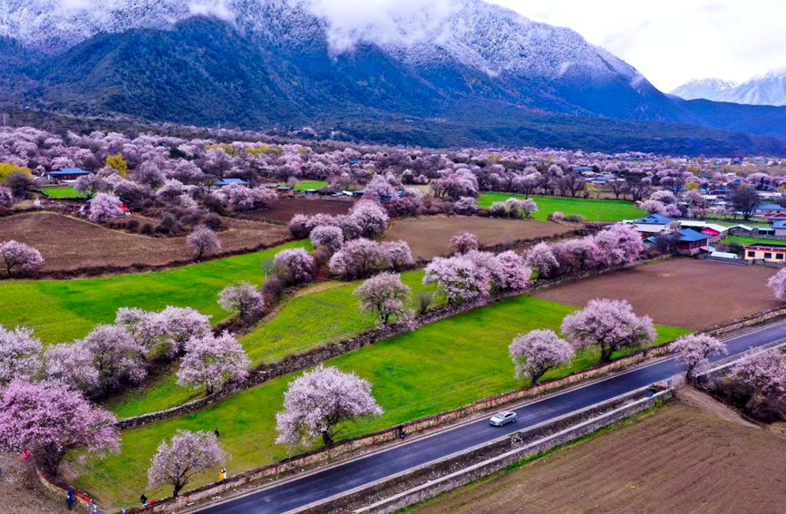 波密縣傾多鎮(zhèn)如納村盛開的桃花。徐馭堯攝