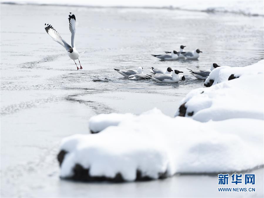 （環(huán)境）（3）雪后青海湖