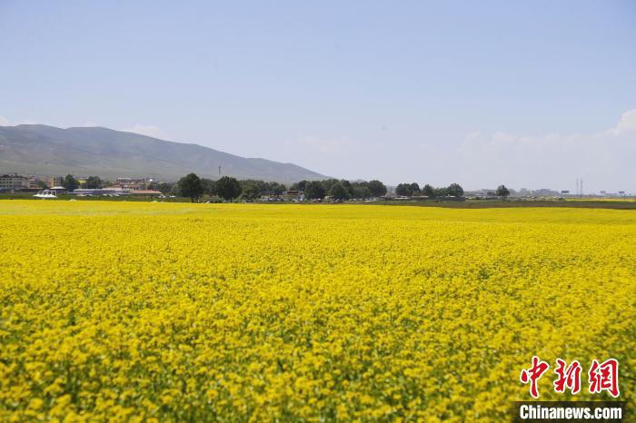 圖為青海湖畔油菜花海?！●R銘言 攝