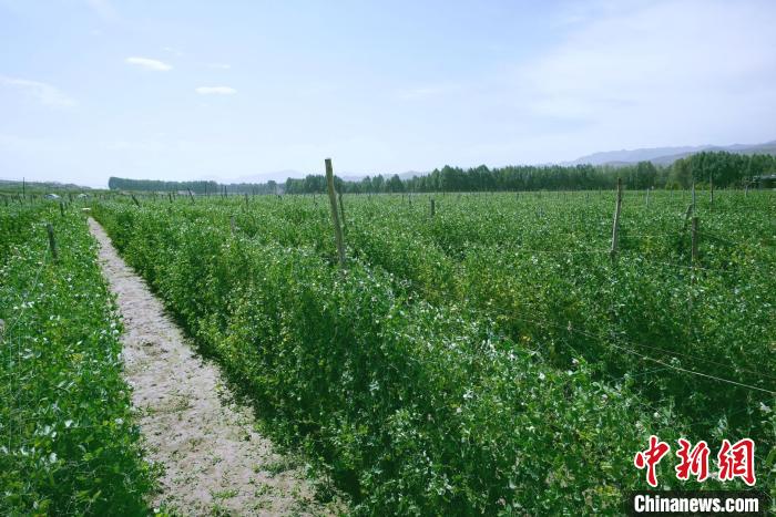 天?？h高原綠色(有機(jī))蔬菜基地種植的食用莢豆?！￡I道華 攝