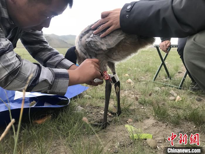 圖為研究人員為黑頸鶴佩戴GPS跟蹤設(shè)備。祁連山國家公園青海省管理局供圖