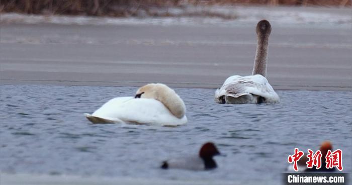 圖為疣鼻天鵝水面休憩。　青海國家公園觀鳥協會供圖 攝