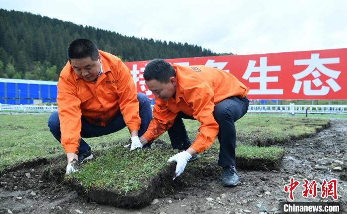 探訪久馬高速原生態(tài)植被恢復試驗基地：草甸回植助青藏高原生態(tài)保護