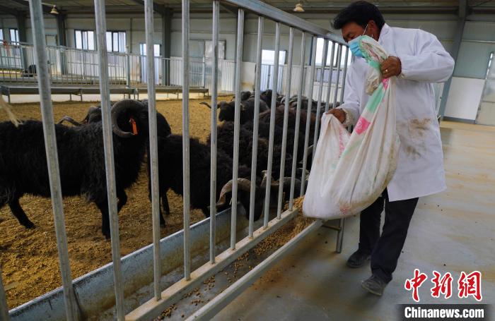 圖為飼養(yǎng)員給黑藏羊喂食?！●R銘言 攝