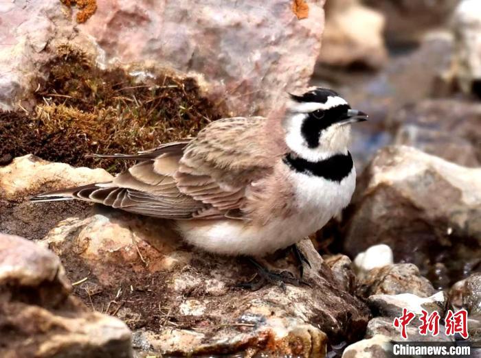 青海隆寶國家級自然保護(hù)區(qū)野生鳥類增至47種