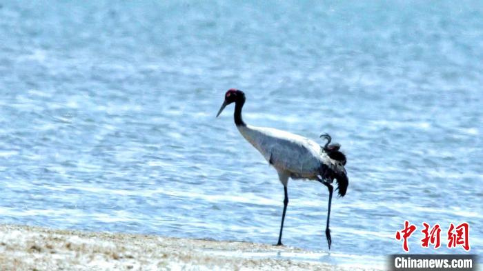 圖為黑頸鶴在青海湖畔散步?！《砣詹囟?攝