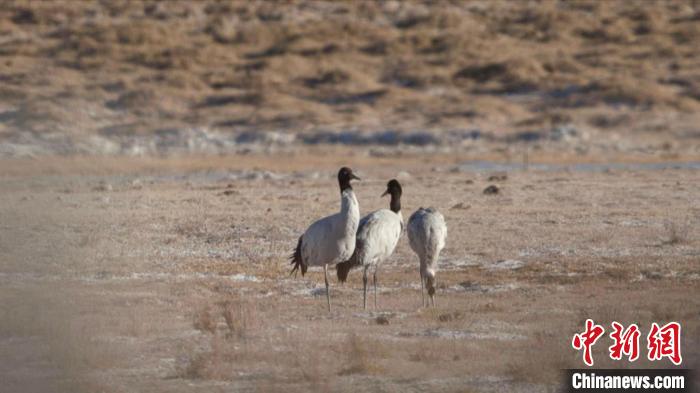 珍稀鳥類黑頸鶴、灰鶴現(xiàn)身青海格爾木