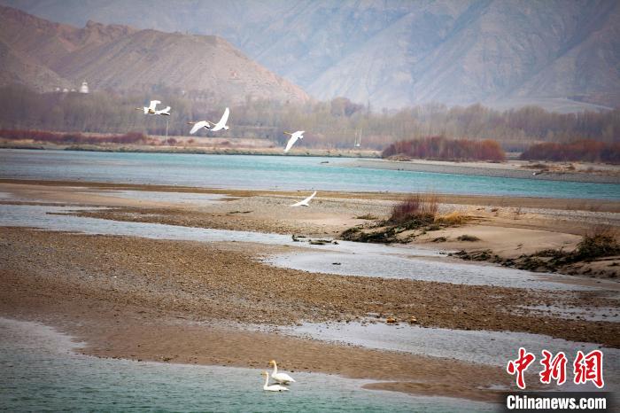 數(shù)百只白天鵝在青海貴德黃河濕地嬉戲