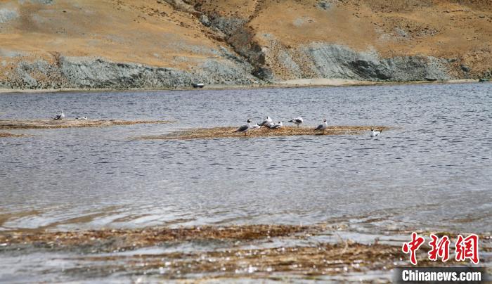 圖為瑪旁雍錯濕地棲息的水鳥?！≮w朗 攝