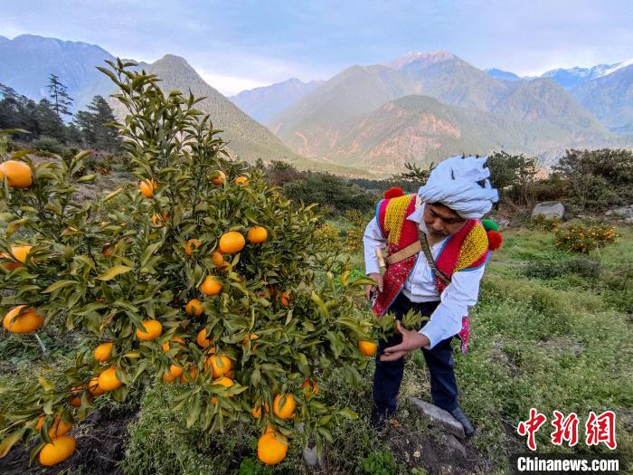 林芝下察隅鎮(zhèn)京都村101畝耙耙柑豐收?！〗w波 攝