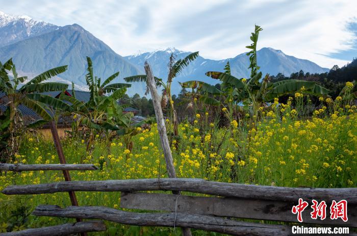 種獼猴桃、耙耙柑西藏林芝下察隅千方百計(jì)為民眾“鼓腰包”