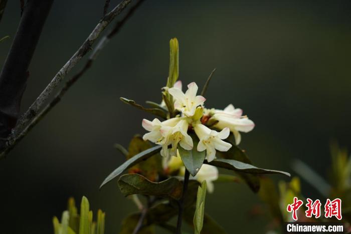 極度瀕危植物折萼杜鵑時隔97年再次現(xiàn)世