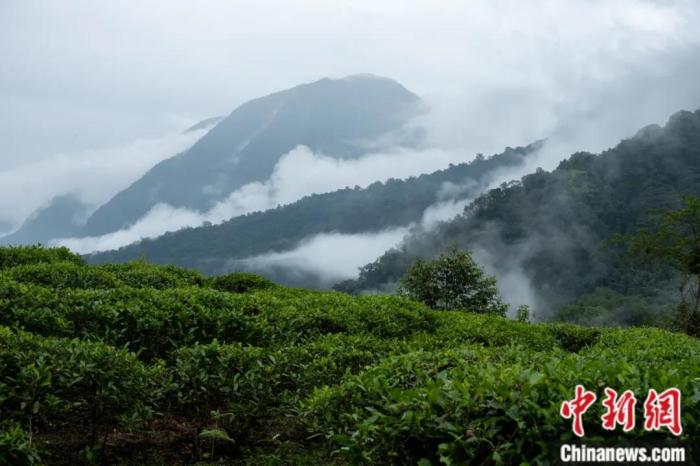 墨脫縣背崩鄉(xiāng)的高山茶場。