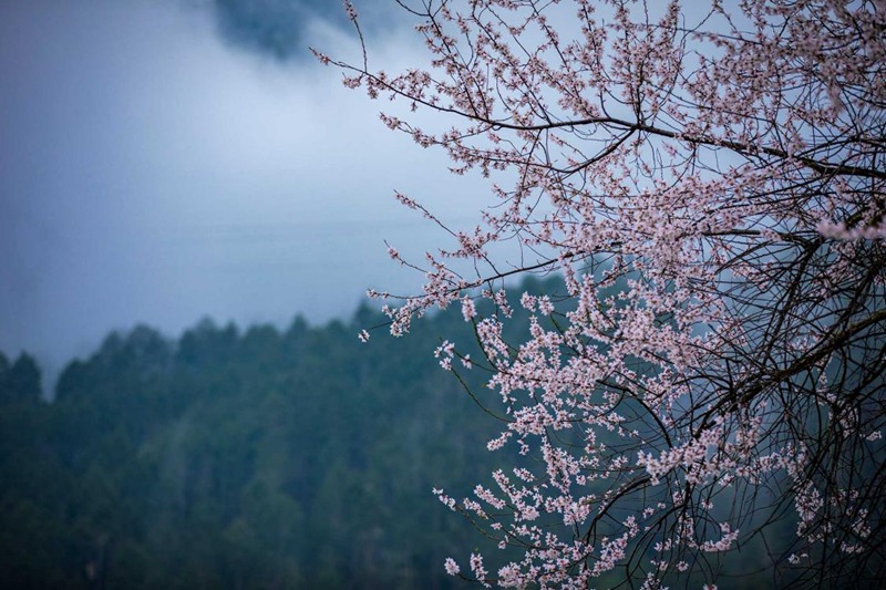 盛開(kāi)的桃花。張靜攝