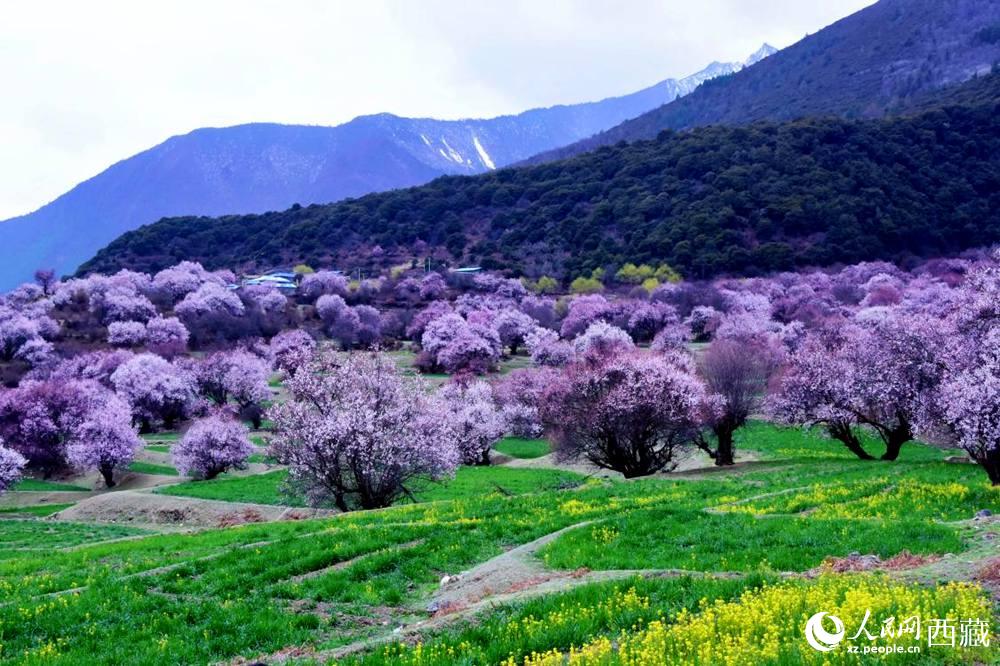 一樹樹野桃花開得正艷。人民網(wǎng) 李海霞攝