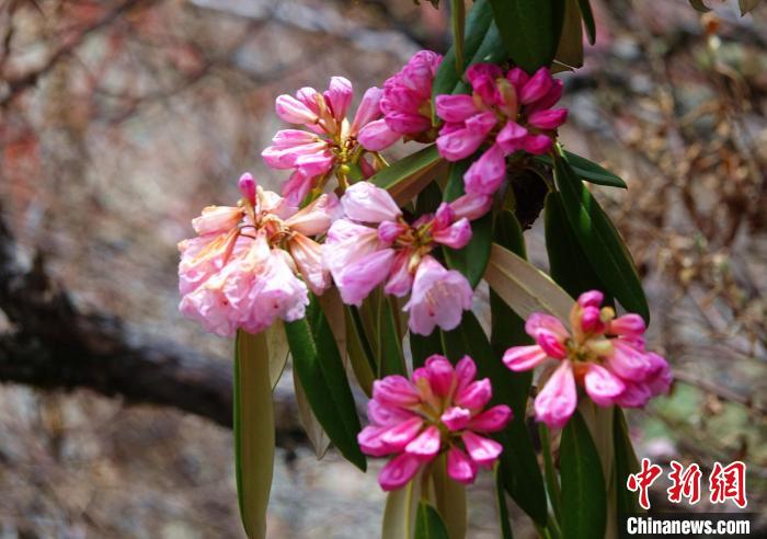 近日，西藏自治區(qū)山南市加查縣索囊溝的杜鵑花競相綻放。　冉文娟 攝