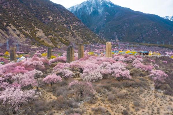 人間桃花源！林芝桃花有多絕？