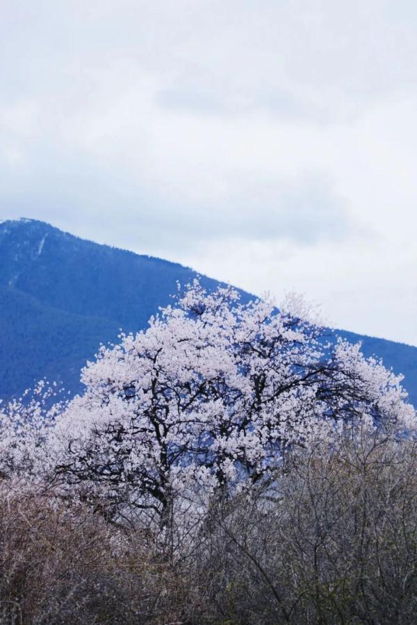 人間桃花源！林芝桃花有多絕？