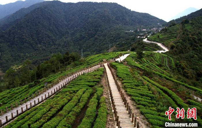 圖為西藏林芝市墨脫縣背崩鄉(xiāng)格林村山頂?shù)木坝^茶園。(無人機(jī)照片) 李林 攝