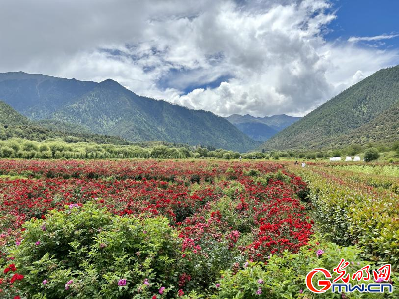 我們的家園丨工布花谷：高原花開香飄全國，產(chǎn)業(yè)經(jīng)濟(jì)增收致富