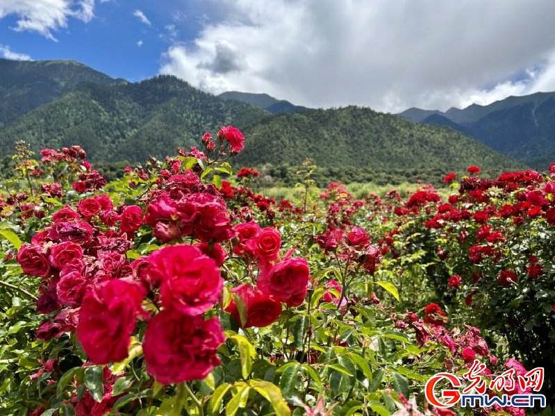 我們的家園丨工布花谷：高原花開香飄全國，產(chǎn)業(yè)經(jīng)濟(jì)增收致富