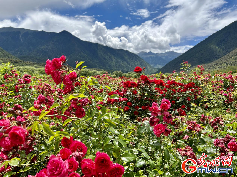 我們的家園丨【組圖】 綠水青山入畫，“金山銀山”筑起