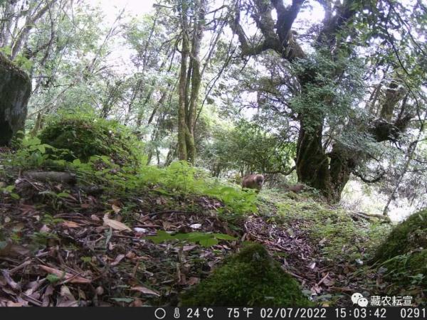 西藏色季拉山發(fā)現(xiàn)雪豹、白頰獼猴等多種珍稀野生動物