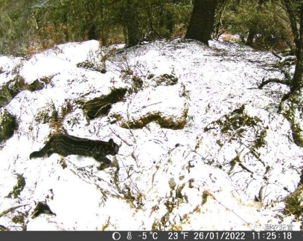 西藏色季拉山發(fā)現(xiàn)雪豹、白頰獼猴等多種珍稀野生動物