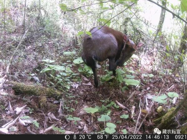 西藏色季拉山發(fā)現(xiàn)雪豹、白頰獼猴等多種珍稀野生動物