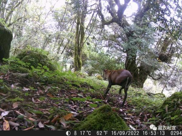 西藏色季拉山發(fā)現(xiàn)雪豹、白頰獼猴等多種珍稀野生動物